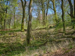 IMGP7320_HDR5_Naturskov